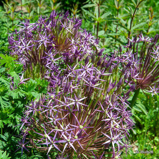 Allium 'Purple Rain' PACK of 5 Bulbs