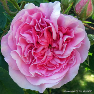 'Queen of Denmark' Shrub Rose
