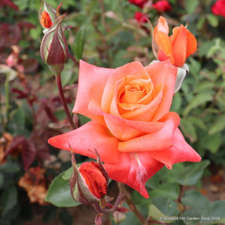 Lovers Meeting (Standard Rose)