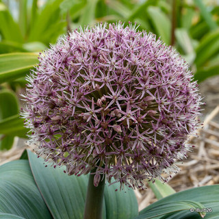 Allium 'Karataviense'
