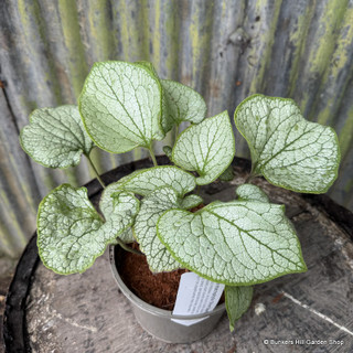 Brunnera 'Silver Spear' 2ltr