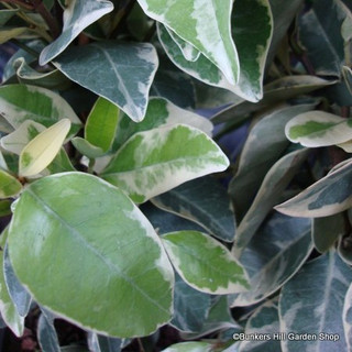 Trachelospermum 'Variegata' (3L)