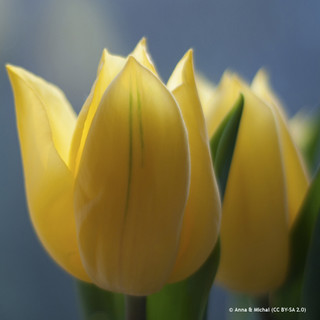 Tulip Viridiflora 'Formosa' BULK - 100 or 250 Bulbs