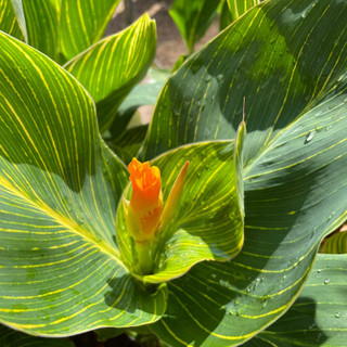 Canna 'Tropicanna Gold' 3ltr