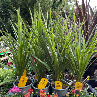 Cordyline green