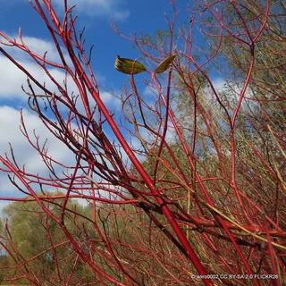 Cornus alba (Red-barked dogwood) 60-80cm - 3ltr