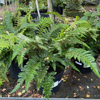 Polystichum polyblepharum (Fern) 10ltr