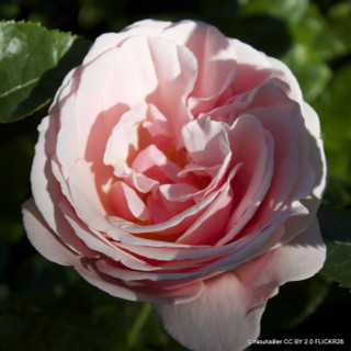 Aphrodite - Hybrid Tea Rose
