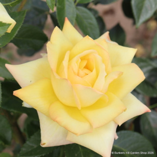Grandpa Dickson - Hybrid Tea Rose