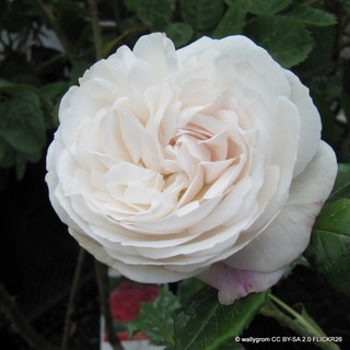 Boule de Neige - Shrub Rose