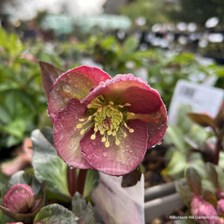 Helleborus x hybridus Frostkiss 'Dana's Dulcet' 3L