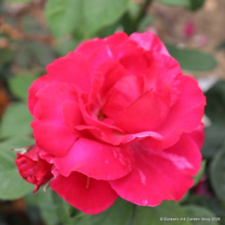 Henri Matisse - Shrub Rose