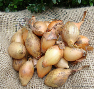 Autumn onion set 'Shakespeare' - 250g