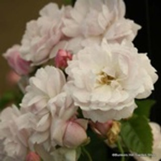 Blush Noisette- Shrub Rose