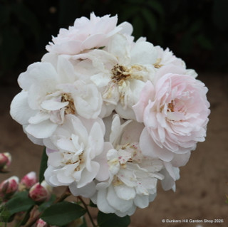 Blush Noisette- Shrub Rose