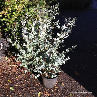 Eucalyptus gunnii (90-100cm) 10ltr