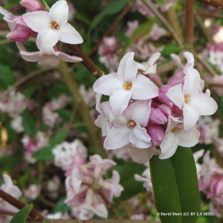 Daphne 'Perfume Princess'