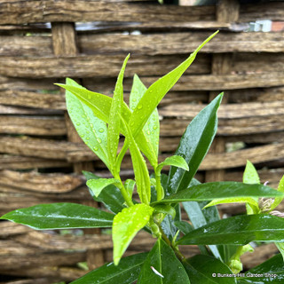 Daphne odora 'Perfume Princess'