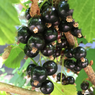 Blackcurrant 'Ben Lomond'