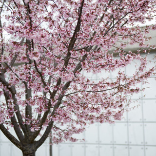 Prunus 'Okame' - Ornamental cherry 200/250
