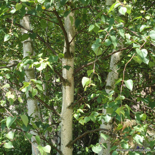 Betula pendula (Silver Birch) 200/250cm