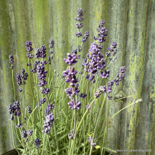 Lavander 'Hidcote' (L. angustifolia) 2L