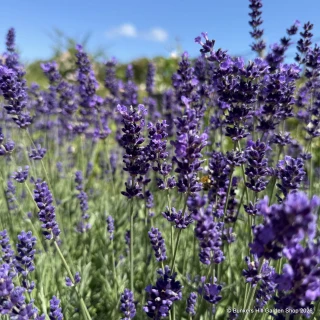 Lavander 'Hidcote' (L. angustifolia)