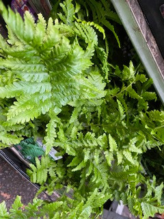 Dryopteris filix-mas-1ltr