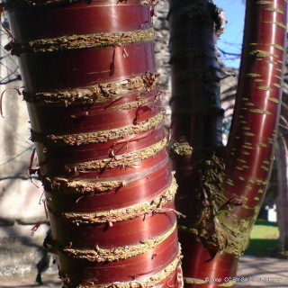 Prunus serrula var. tibetica (Tibetan Cherry) BAREROOT