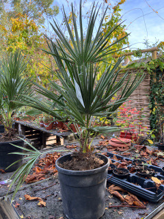 Chamaerops humilis (Dwarf fan palm)