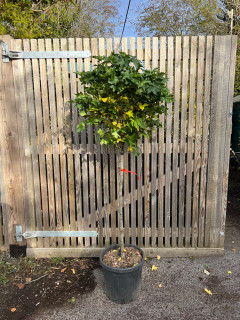 Liquidambar styraciflua 'Gumball' 1/2 standard - 90cm clear stem