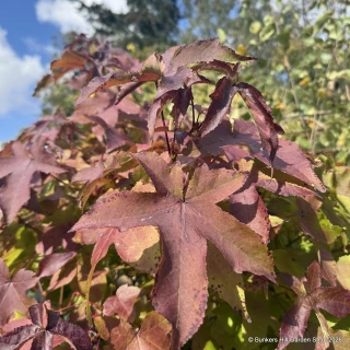 Liquidambar styraciflua 'Gumball' 1/2 standard (25L)