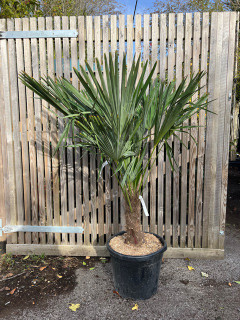 Trachycarpus fortunei (30+) (approx 3-4ft)