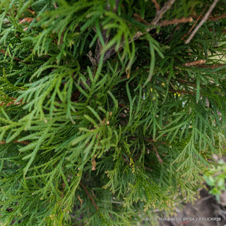 Thuja occidentalis 'Smaragd' 150-175cm rootball