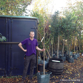 Acer platanoides 'Drummondii' 6/8cm (45ltr)