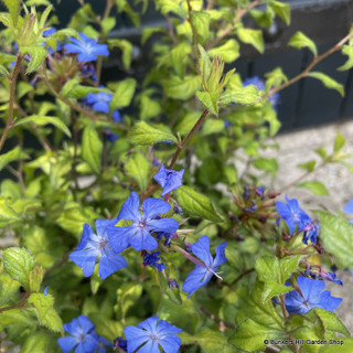 Ceratostigma willmottianum