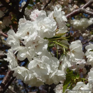 Prunus serrulata 'Sunset Boulevard' - 8/10cm 45ltr