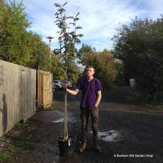 Sorbus 'Sheerwater Seedling' 6/8cm (30ltr)