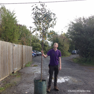 Malus 'Rudolph' (Crabapple) - 10/12cm (70ltr)