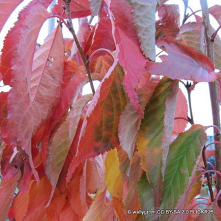 Prunus serrulata 'Amanogawa' 6/8cm (45ltr)