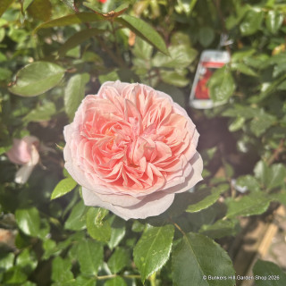 Joie de Vivre (Standard Rose)