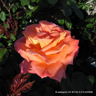 Troika (Standard Rose)