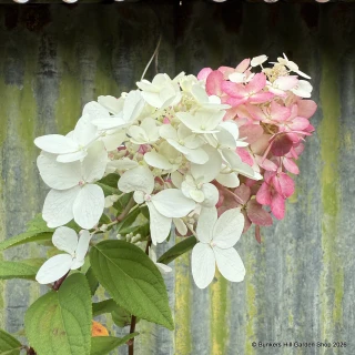 Hydrangea paniculata 'Firelight' 3L