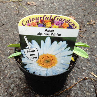 Aster alpinus 'White' (9cm)