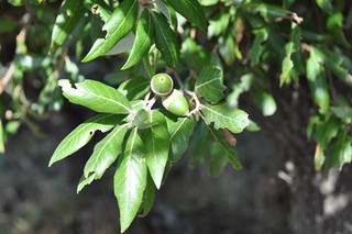 Quercus ilex (Holm/Evergreen Oak) 150/175 (10L)