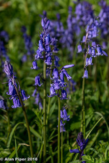 Bluebells (9cm)