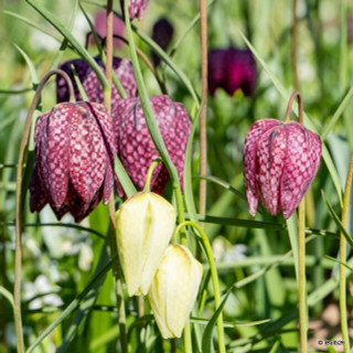 Fritillaria meleagris (9cm)