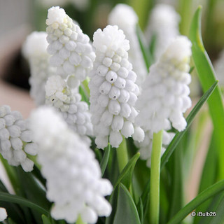 Muscari 'Siberian Tiger' (9cm)
