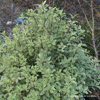 Pittosporum 'Silver Ball' 5L