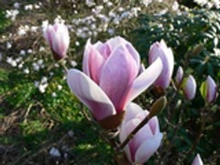 Magnolia Satisfaction - 5ltr